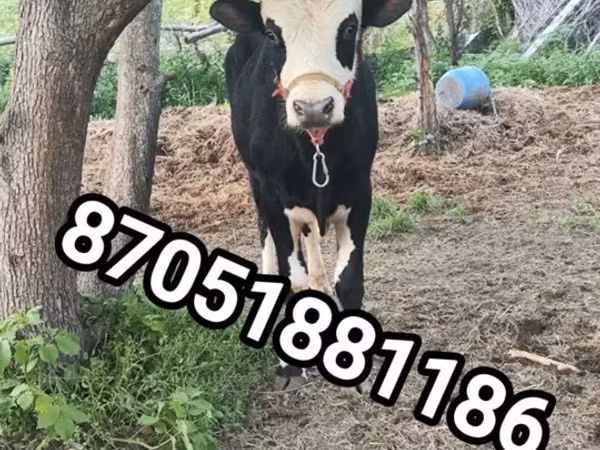 Lembu jantan, Simmental cattle