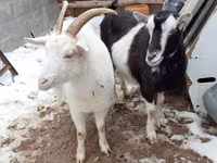 بز ماده, بز — عکس 4