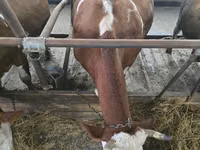 Krava, Simmental cattle — foto 4