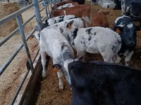 Cattle (batch, sex not specified), Simmental cattle — photo 4