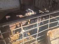 Ram, Sheep — photo 5