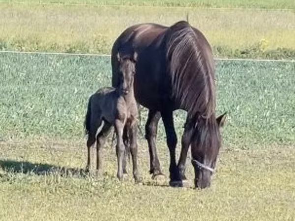 Pastuv, Hucul pony — Мађарска
