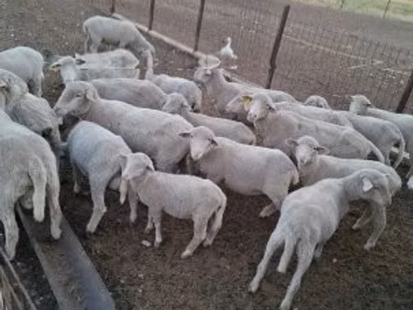 Ram, Merino sheep