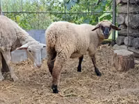Ram, White Suffolk sheep — photo 2