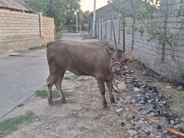 公牛, Cattle — 乌兹别克斯坦