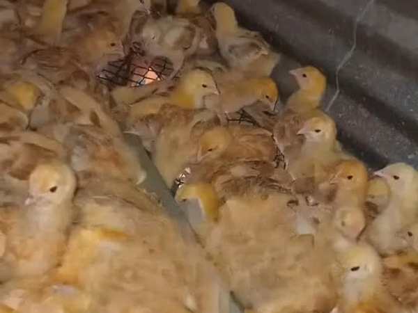 Chickens — Kenia