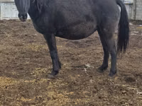 Mare, Horses — photo 2