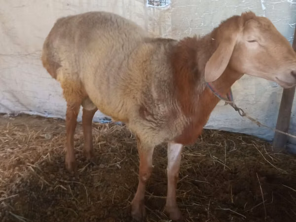 Ram, Arashan sheep — Kyrgyzstan
