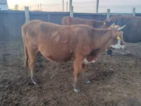 母牛, Cattle — 照片 2