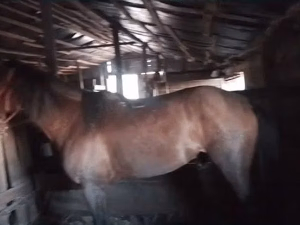 Horse (M), Horses — Kazakhstan
