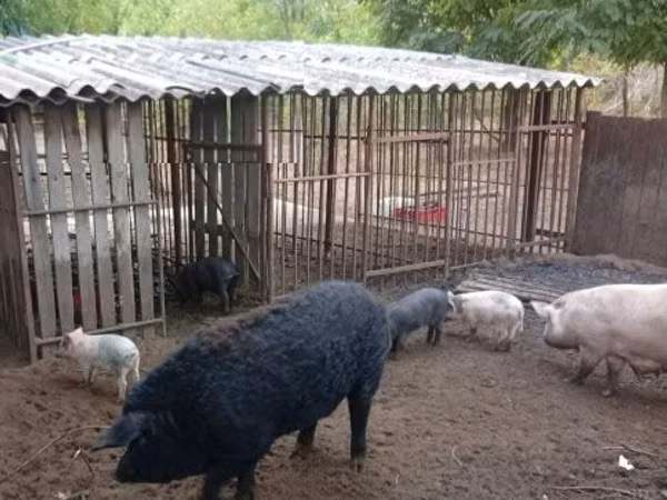 خوک ماده, 