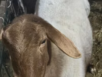 Kambing jantan, Sheep — foto 6