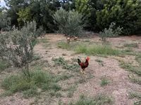 Chickens — photo 5