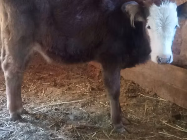 Крава, Swiss cattle
