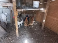 Chickens — foto 2