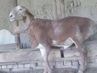Kambing jantan, Edilbay sheep — foto 3