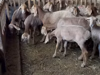 میش, Hissar sheep — عکس 2
