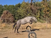 Horse (M), Horses — photo 1