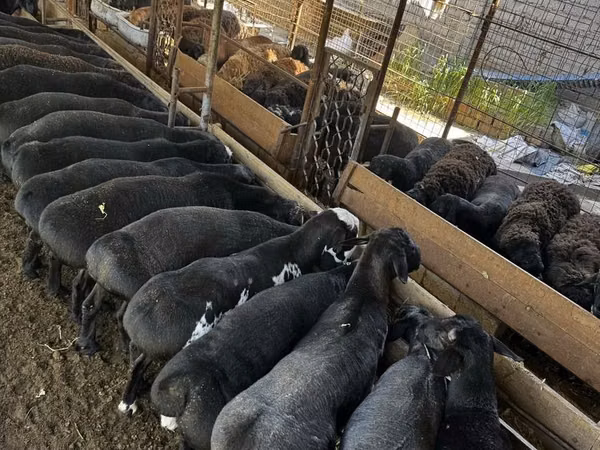 Ido (xirmo, jins lama sheegin), Sheep