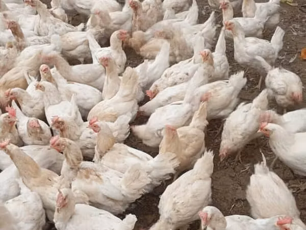 Chickens — Kyrgyzstan