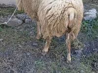 Ram, Sheep — photo 2
