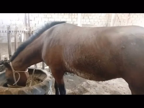 Φοράδα, Άλογα — Καζακστάν