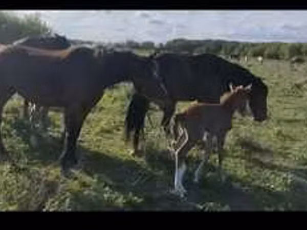 雌馬, Horse breed