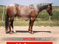Horse (M), Quarter Horse — photo 1
