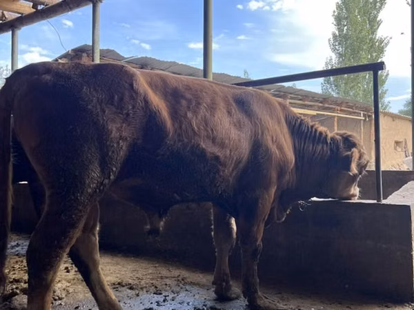 Bull, Cattle — Kyrgyzstan