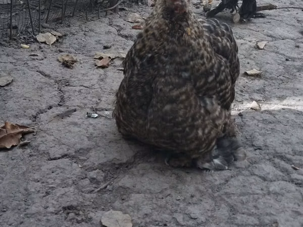 Japanese Bantam