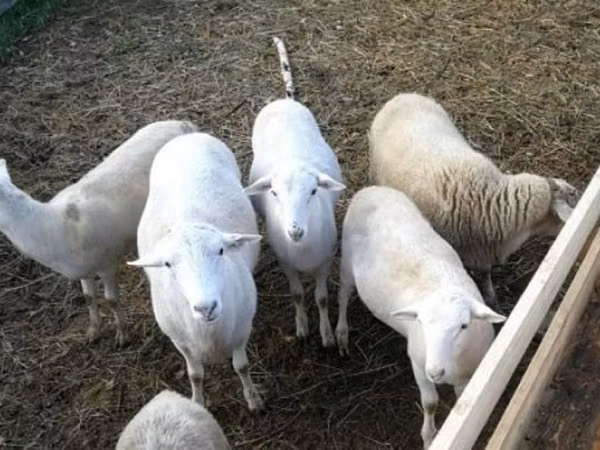 Koç, Katum sheep