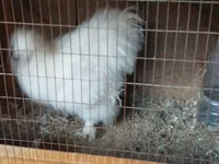 Silkie — foto 3
