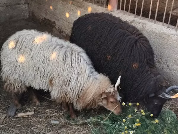 میش, Racka sheep