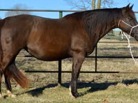 Mare, Quarter Horse — photo 5