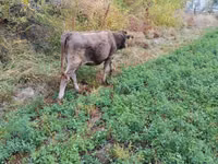 Vaca, Ganado vacuno — foto 4