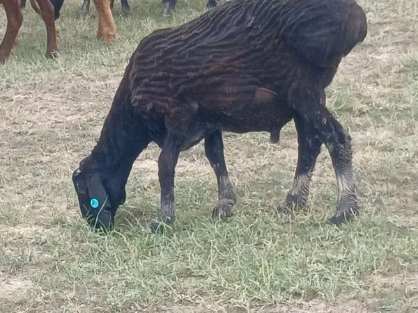 Ram, Sheep — Kazakhstan