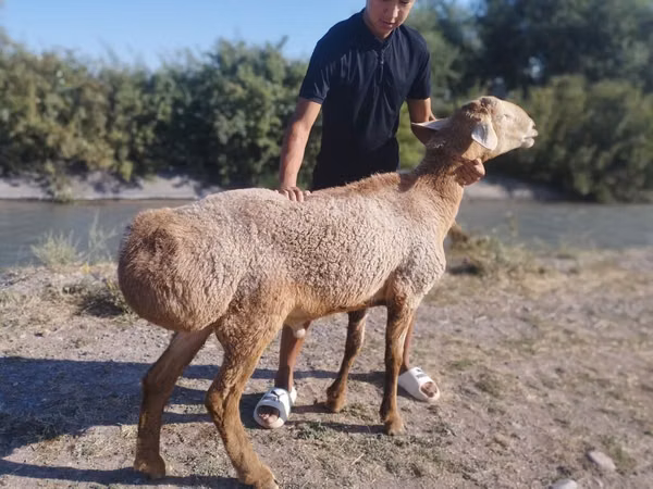 قوچ, Arashan sheep — قرقیزستان