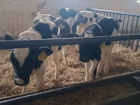 Boğa, Russian Black pied cattle — foto 1