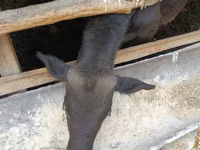 Dibi, Swiss cattle — sawirka 5