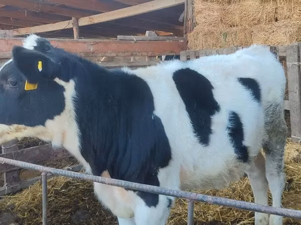 Bull, Holstein breed