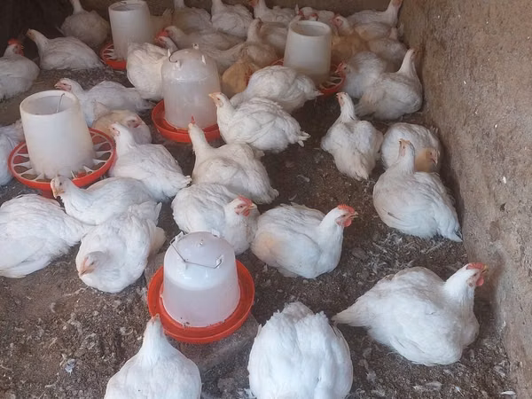Chickens — Kyrgyzstan