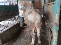 Bull, Auliekol breed — photo 6