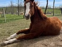 Kuda jantan, Quarter Horse — foto 2