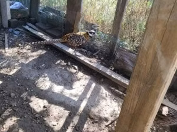 Ducks