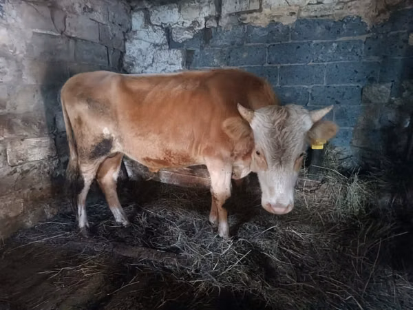 Bull, Simmental cattle — Kazakhstan
