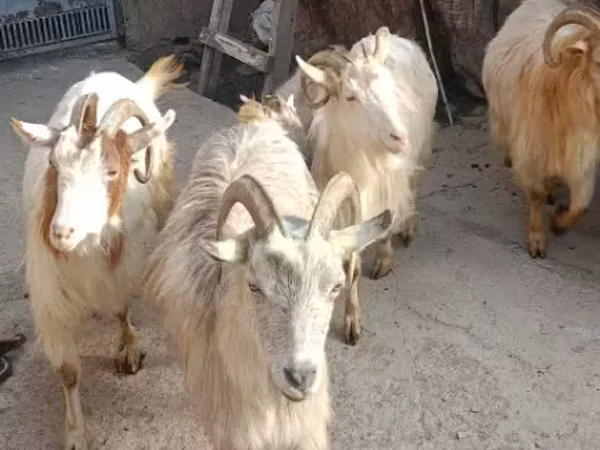 بز ماده, بز — ارمنستان