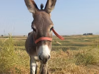 Fardo (xirmo, jins lama sheegin), Horses — sawirka 2