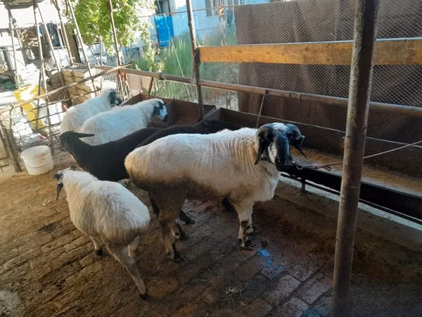 Kambing jantan, Sheep — Uzbekistan
