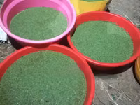 Azolla Starter Pack With a Free Guidance - 2000 Ml — 照片 1