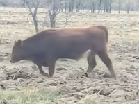 ثور, Simmental cattle — الصورة 2